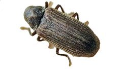 CARCOMA CORC