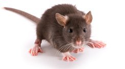 RATES I RATOLINS